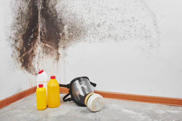 Best Local Mold Removal Service  in Farley, KY