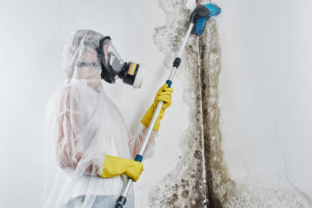 Best Mold Damage Repair  in Farley, KY