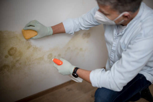 Best Mold Removal Specialists  in Farley, KY