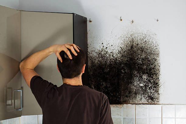 Best Attic Mold Removal  in Farley, KY